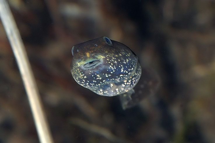 Girini Rana temporaria